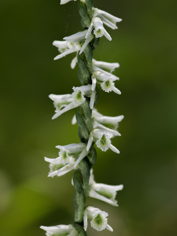 Spiranthes lacera var. gracilis (Slender Ladies'-tresses orchid)