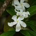 Tabernaemontana,  maybe T. divaricata, Blue Waters Inn, Tobago