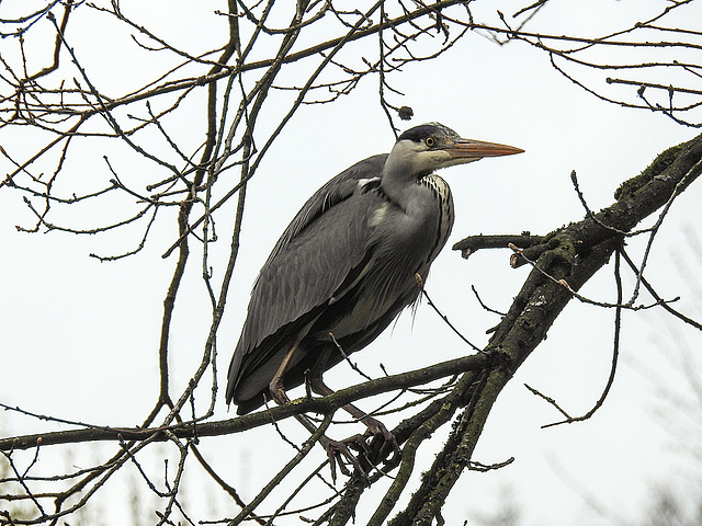 20170426 0656CPw [D~BI] Graureiher, Tierpark Olderdissen, Bielefeld