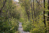 Nationalpark Paklenica - Laubwäldchen