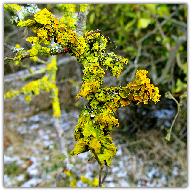 Lichen on Hawthorn