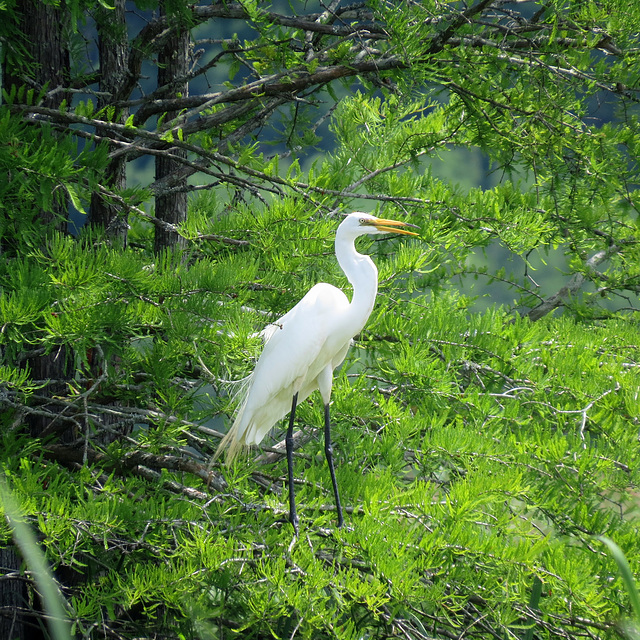 Great egret