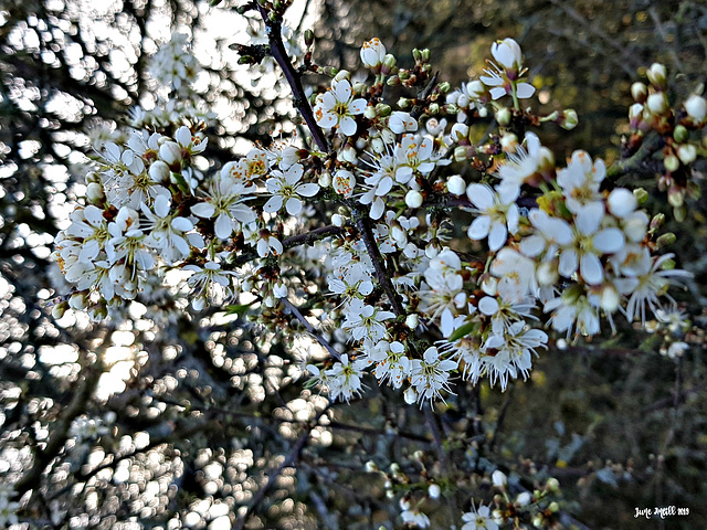 Spring bokeh