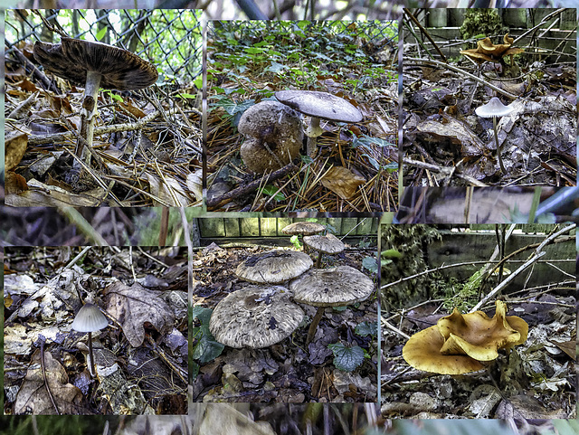 A collage of fungi for HFF (Happy Fungi Fence) and H.A.N.W.E