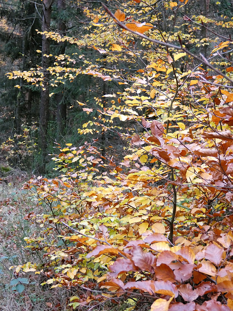 Goldener Herbst