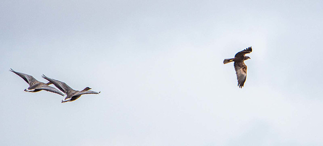 Two geese with a ring tail hen harrier