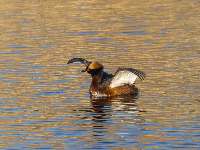 Horned Grebe 02