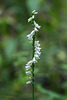 Spiranthes lacera var. gracilis (Southern Slender Ladies'-tresses orchid)