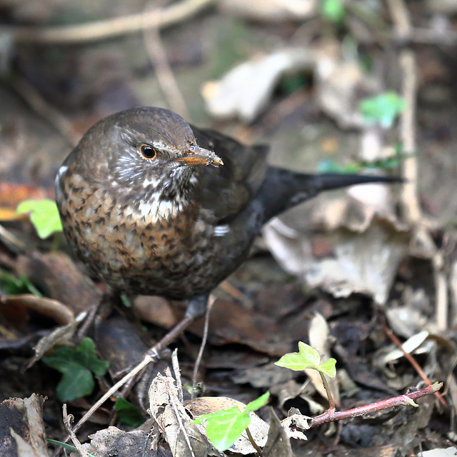 female-juvenile-blackbird 50789619208 o