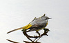 Grey Wagtail