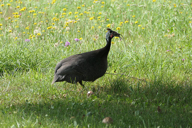 Perlhuhn mit Maus. Aktueller Spielstand "Unentschieden".