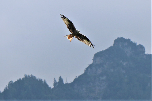 Überflieger