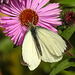20220923 1758CPw [D~LIP] Raublatt-Herbstaster (Symphyotrichum novae-angliae), Großer Kohlweißling (Pieris brassicae), UWZ, Bad Salzuflen