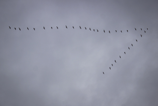 Migrating birds near Maxwell, CA