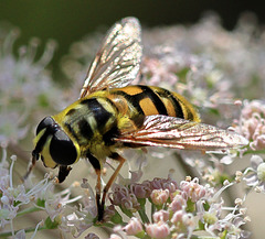 EOS R7 Peter Harriman 12 15 24 8166 sunfly dpp EOS R7 Peter Harriman 12 15 24 8166 sunfly dpp