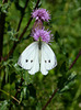 Schmetterling auf Distel