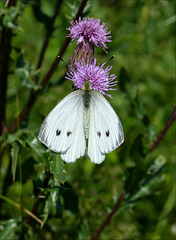 Schmetterling auf Distel