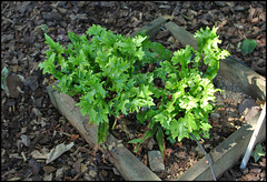 Asplenium scolopendrium Cristata (2)