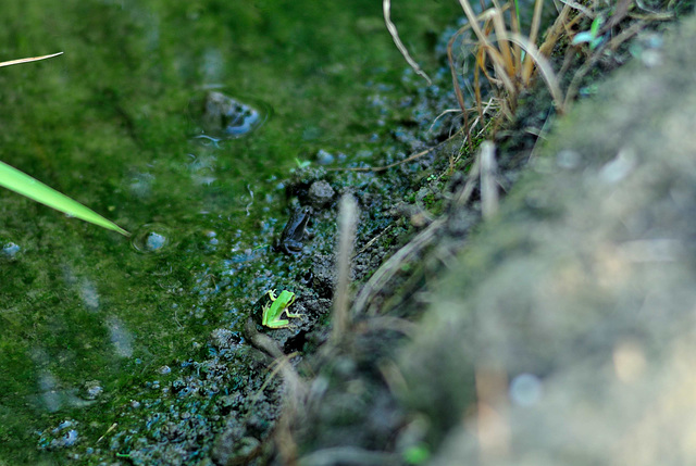 Japanese tree frog