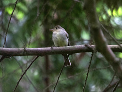 Pacific Slope Flycatcher