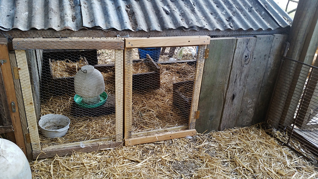 new broody hen pen