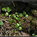 Geranium lucidum (1)