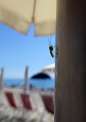 un Chironomidae à la plage