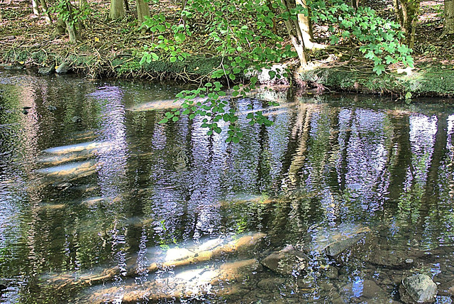 Sunlit And Dappled Reflections