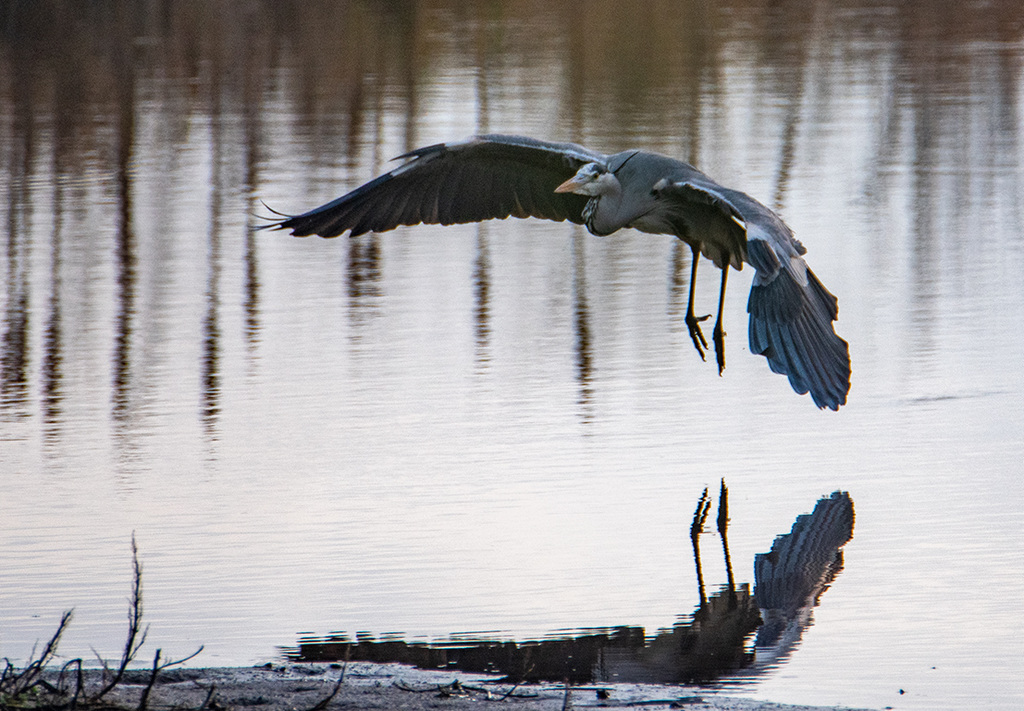 Heron