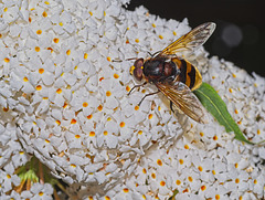 Hoverfly - Volucella Zonaria