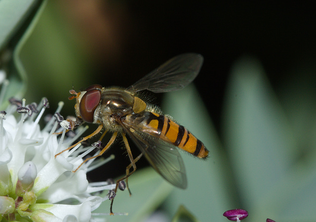 HoverflyIMG 5594