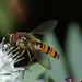 HoverflyIMG 5594