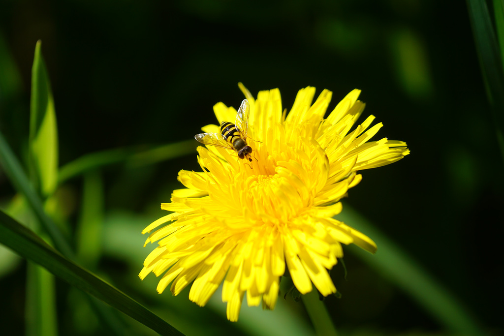 Löwenzahnblüte mit Schwebfliege