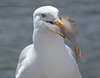 Herring Gull