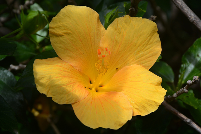 Guatemala, Yellow Flower of Hibiscus