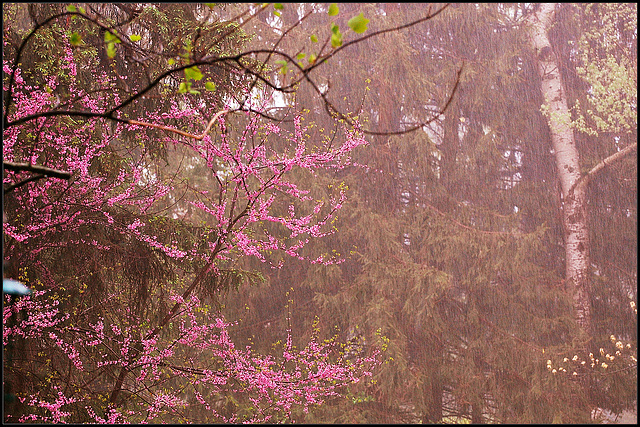 Spring rain