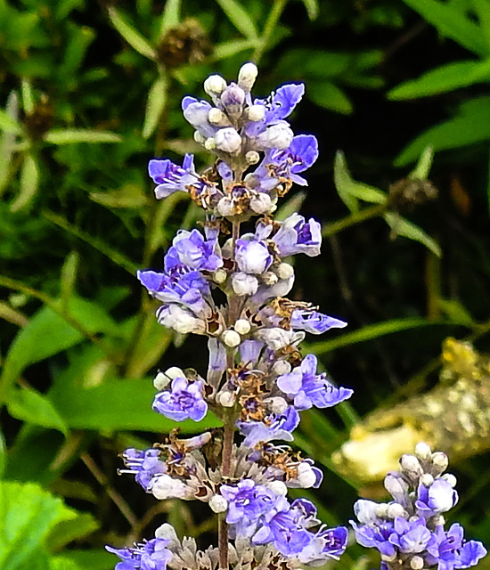 20220923 1760aCPw [D~LIP] Mönchspfeffer (Vitex agnus-castus), UWZ, Bad Salzuflen