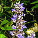 20220923 1760aCPw [D~LIP] Mönchspfeffer (Vitex agnus-castus), UWZ, Bad Salzuflen