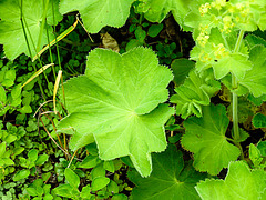 20230606 0698CPw [D~LIP] Samt-Frauenmantel (Alchemilla mollis), Bad Salzuflen