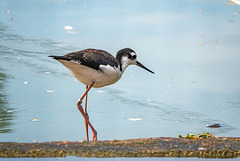 Black neck stilt