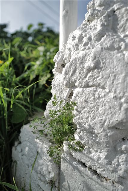 Fumaria officinalis, Penedos, HWW