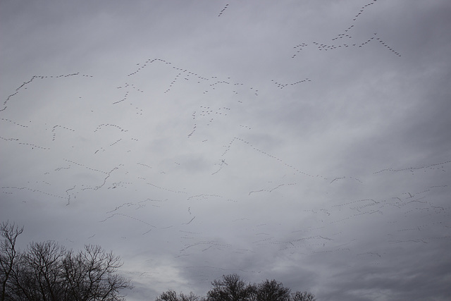 Migrating birds near Maxwell, CA