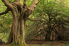 Beech Trees