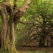 Beech Trees