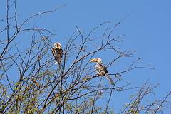 Zimbabwe, Southern Yellow-Billed Hornbills in Hwange National Park