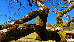 Mit Moos bewachsen Mit Moos bewachsen