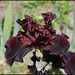 Iris Raptor Red (3)