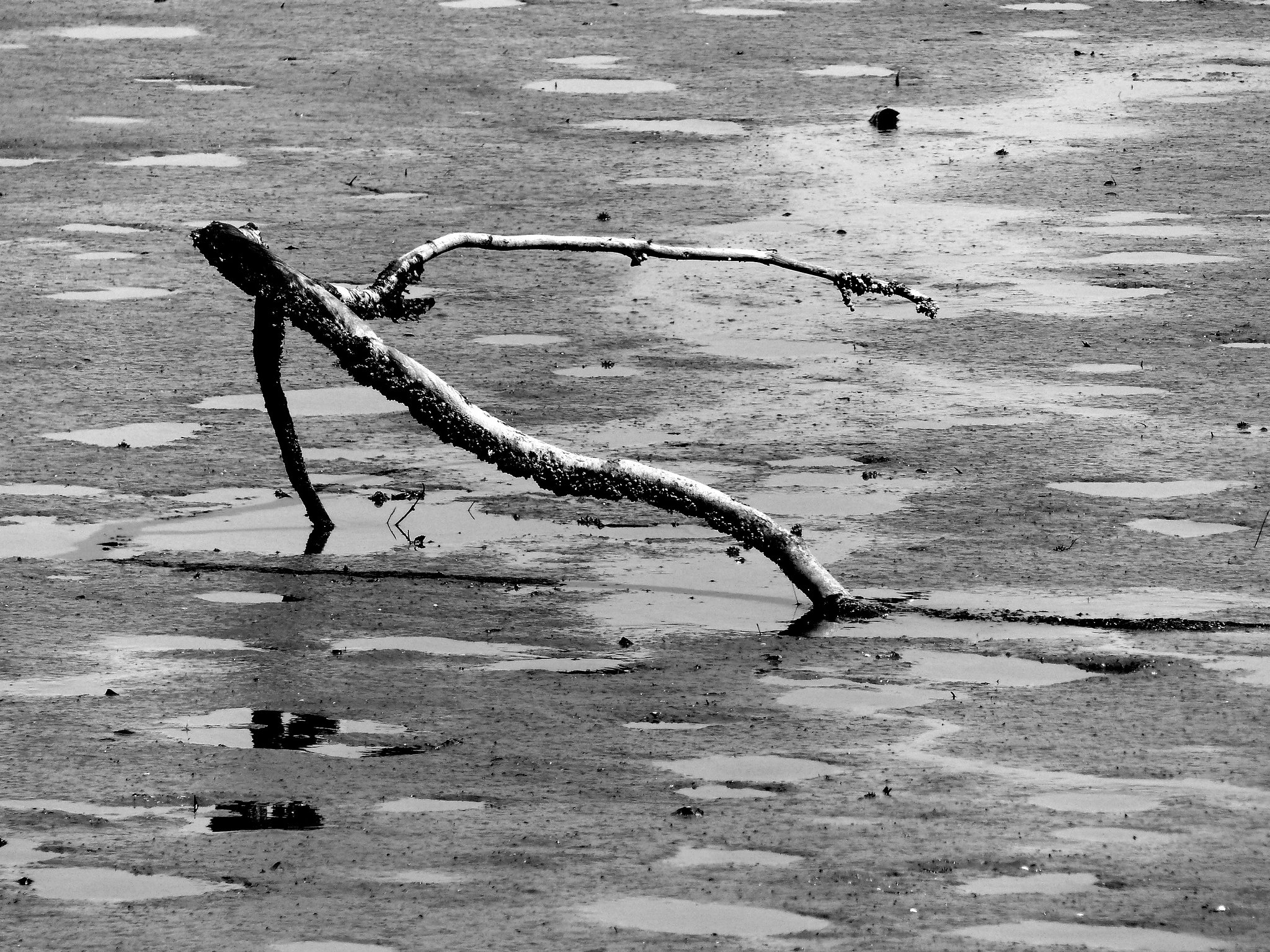 Stick in the Mud I (1M) - 13 April 2016