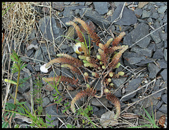 Sedum rupestre