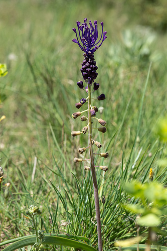 Muscari comosum, Schopf-Traubenhyazinthe - 2015-04-23_D4_DSC0559